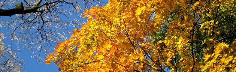 Logopädie im Kastanienhof – Kastanie im Herbst