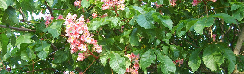 Logopädie im Kastanienhof – Kastanie in Blüte